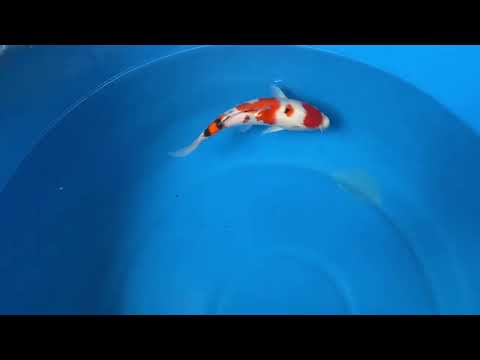 ehara koi farm 2026.7