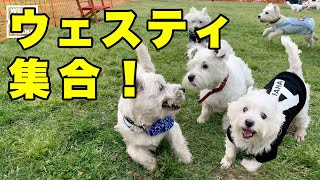 「ウェスティの集まり」に行ってみた　＃ウェスティ＃Westie