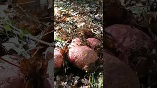 Boletus regius - porcino reale