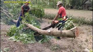 penebangan kayu mahoni dan langsung di belah oleh 3 operator yang profesional rencana buat usuk