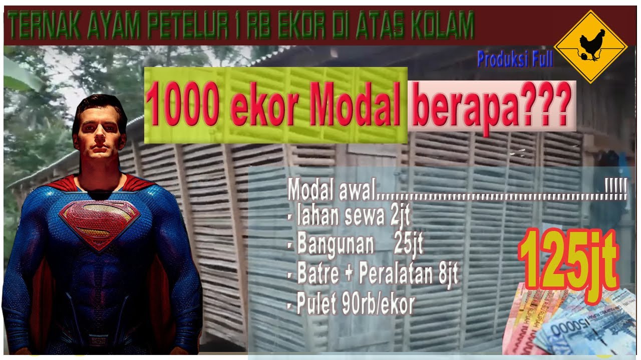 Penghasilan dari ternak ayam petelur pemula (1000) ekor 