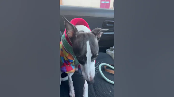 Hungry whippet #shorts #dog