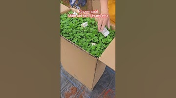 Nay xuất mâm xôi hàn nha #cucmamxoi #mamxoihan #caygiongmamxoihan #mamxoihanquoc