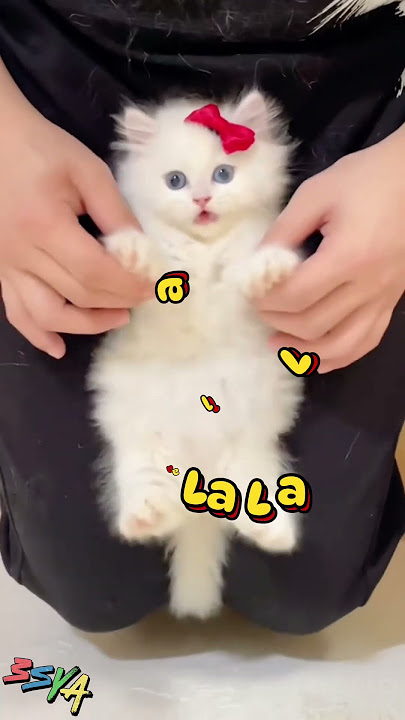 kucing meong meong lalalala - kucing lucu joget #viral #funny #kucinglucu #miomaolalala