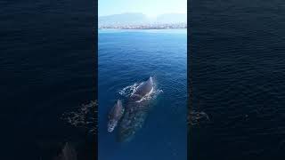 Baby And Mama Whale Sleeping Together Near The Cost