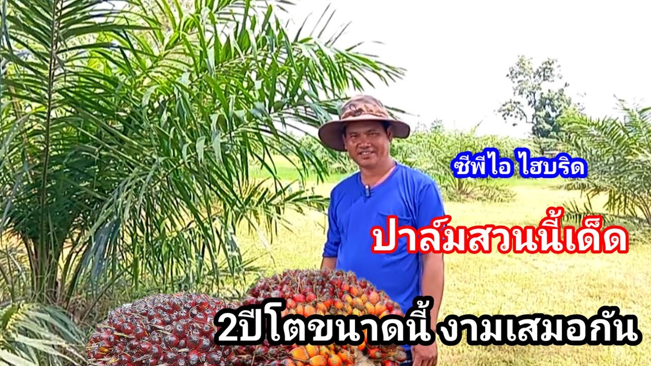 งามสุดๆปาล์มซีพีไอ ไฮบริด อายุ2ปี สมบูรณ์ทั้งต้น งดงามทั้งแปลงจากพื้นที่นาที่แห้งแล้งสู่ความเขียวขจี