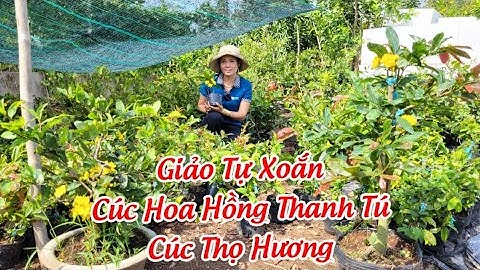 CÚC THỌ HƯƠNG, MAI XOẮN, HOA HỒNG THANH TÚ ngày 13/O2 (O968-282-738 ĐIỆP ) Bonsai Cần Thơ