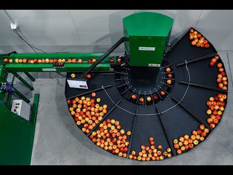Apple sorting machine