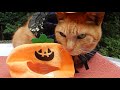 #cat no1 cute #なかよし茶トラ　＃happy #halloween #ハロウィン