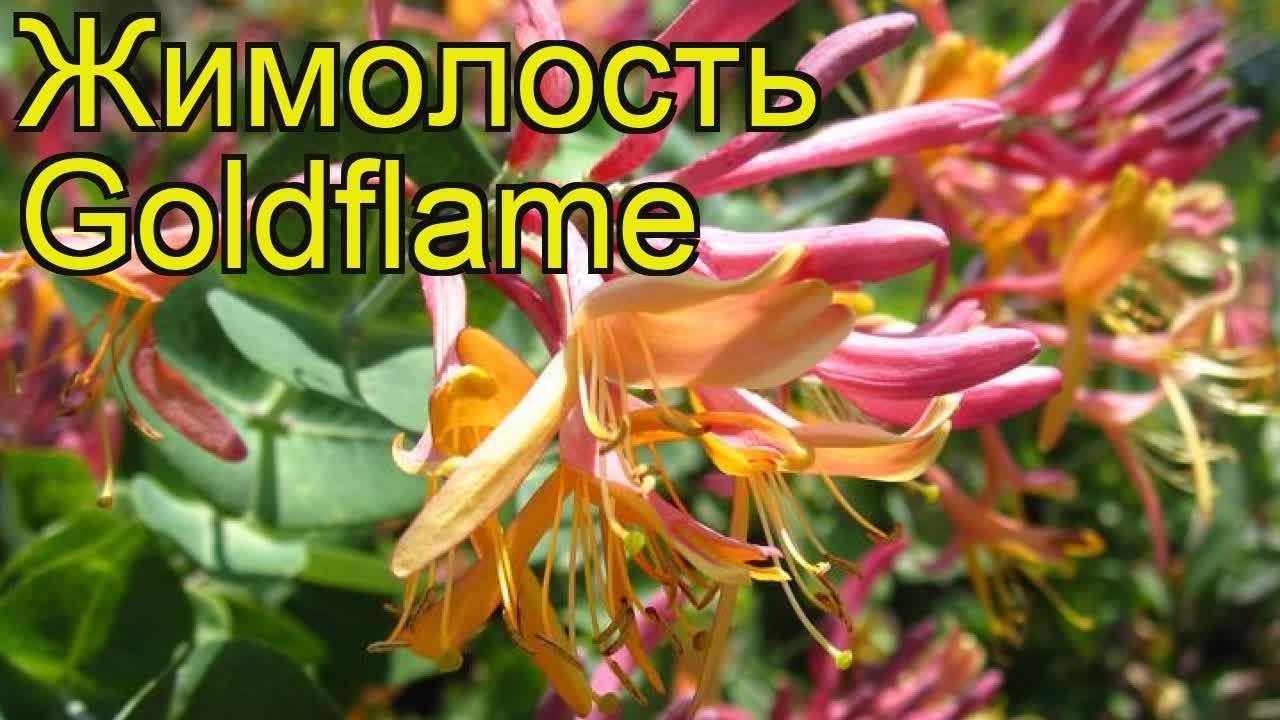 Жимолость брауна Дропморе Скарлет. Краткий обзор, описание lonicera?brownii Dropmore Scarlet