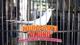 MURAI BATU ALBINO, KUALITAS SUPER MANTAB DAN GACOR BANGET, BISA DIPINANG LHO!!!