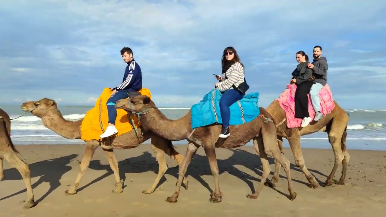 Sunset Camel Ride – Camel Tours of Tangier
