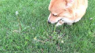 Corgi Loves Dandelions by Jackie Sullivan Passetti 887 views 8 years ago 18 seconds