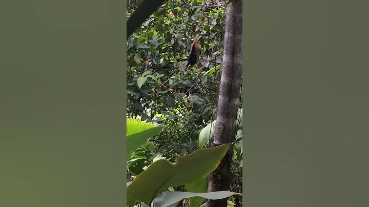 Howler Monkeys feasting at La Cusinga, Costa Rica