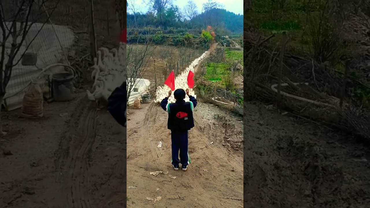 Cute ducklings Animals follow orders