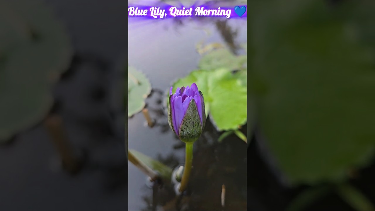 Blue Lily, Quiet Morning💙 
