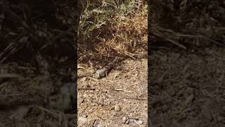 Lizard vs Caterpillar