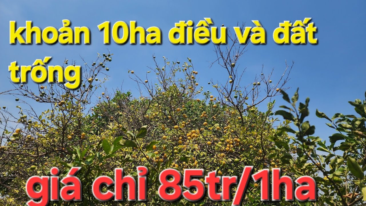 Khoản 10ha điều và đất trống mà giá chỉ 85tr/1ha .ACE quan tâm alô cho em ạ 
