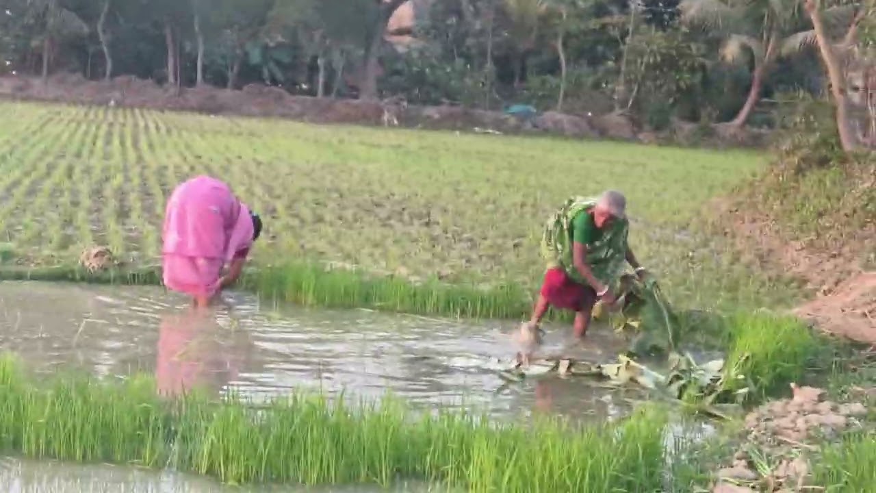 কি করছি বলতো বন্ধু।#trending #mini blog🌾🏞️🤱