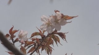 旭川で最も遅く桜開花 １９５３年の観測開始以来