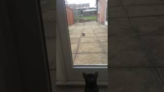 My Cat Coco Being Teased By A Squirrel
