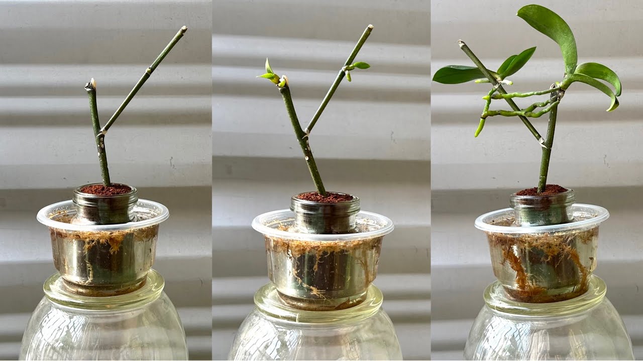 Всего лишь кофе! Орхидея мгновенно прорастет на ветке и будет цвести бесконечно.