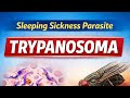 Trypanosoma- life cycle , pathogenicity (African sleeping sickness) important points n quick review 