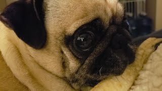 Beatrice The Very Angry Pug Guarding Her Chew. Rare Reveal Pug Curse Words At The End