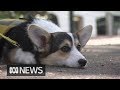 Government to fund therapy dogs for australian veterans with ptsd  abc news