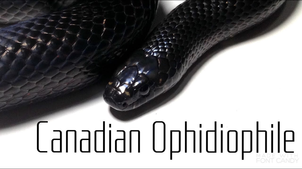 Canadian Ophidiophile - Ep1 Intro + Reptile Shipping
