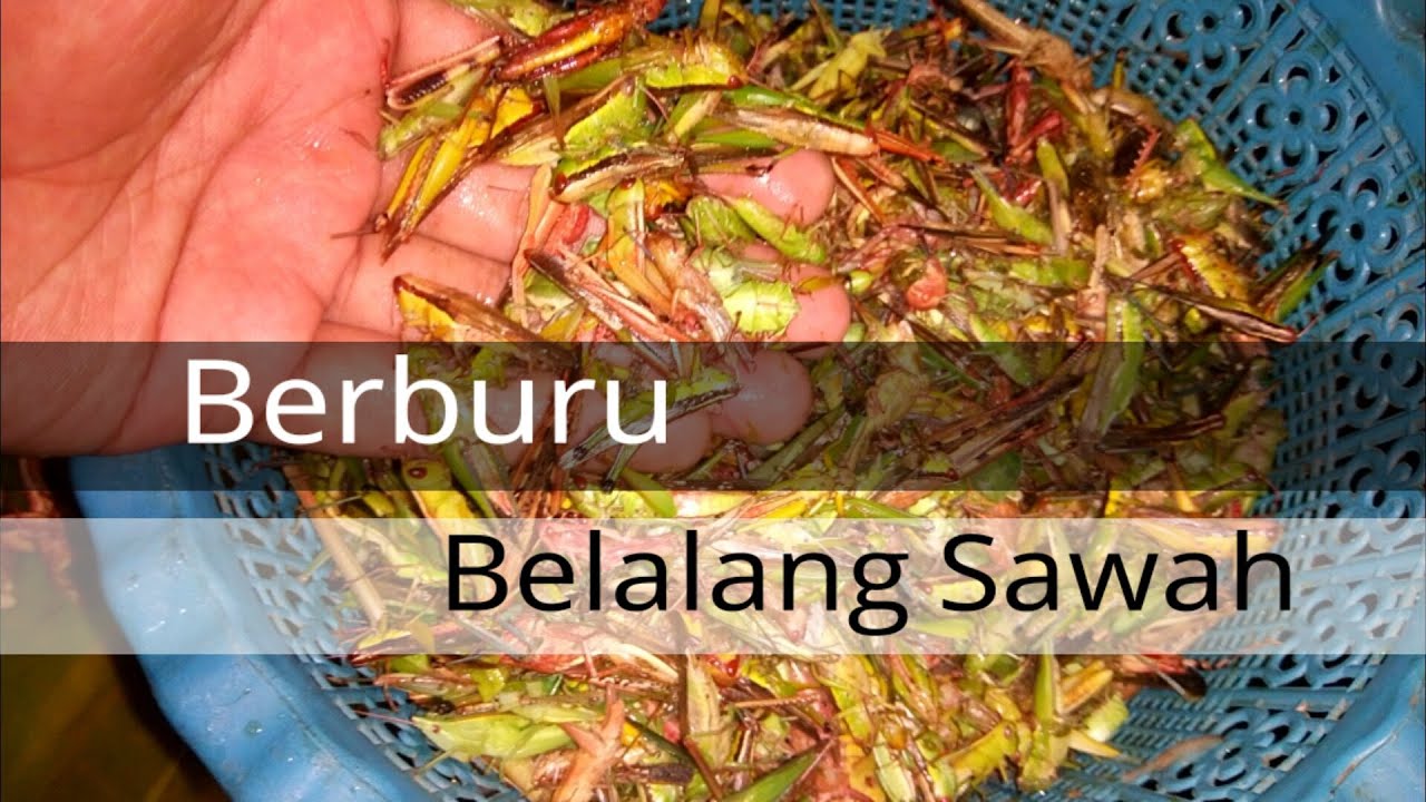 Makan Belalang Sawah enak Rasa Udang || Edisi Liburan Kampung 