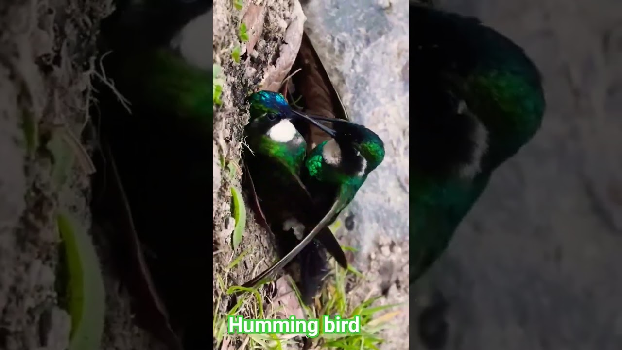 Hummingbird | hummingbird meeting 