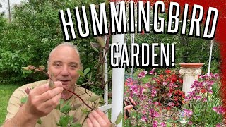 Hummingbird Garden Essentials! Plant Cuttings & Divisions @stephenbahrmarbles