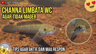 CARA MEMBUAT CHANNA LIMBATA TIDAK MAGER ! TIPS CHANNA LIMBATA WC !! kims aquatic