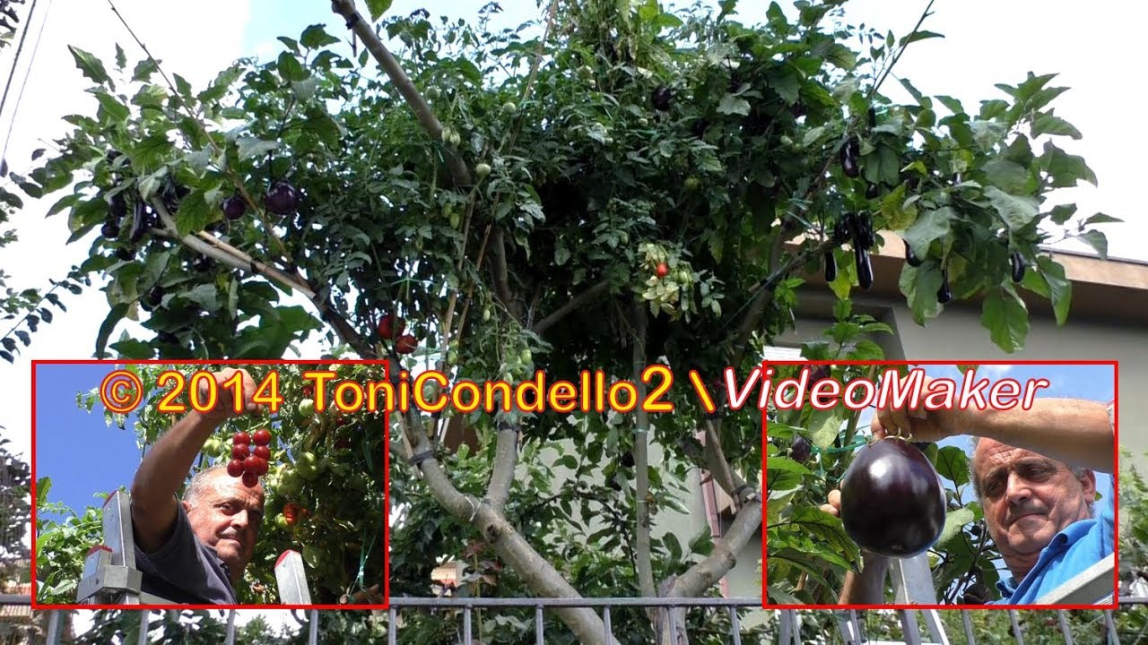 Francesco Mangano, l'uomo che si è fatto l'orto sull'albero - by ToniCondello2