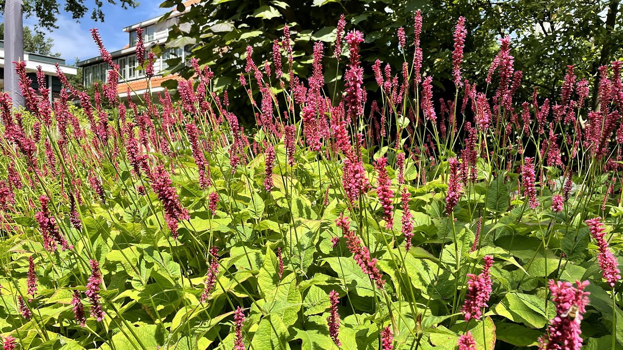 Persicaria 'Fat Domino' - FarmerGracy.co.uk