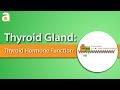 Thyroid Gland: Thyroid Hormone Function