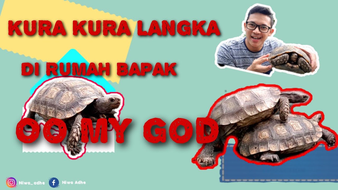 KURAKURA LANGKA MANOURIA EMYS EMYS TERBESAR SEASIA YouTube