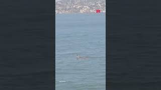 Deer captured on video swimming in SF Bay far from shore