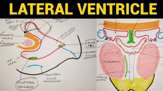 Ventricles of Brain - 2 | Lateral Ventricle