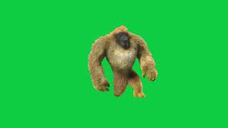 [4K] Dancing Gorilla - Green Screen @VisualKing