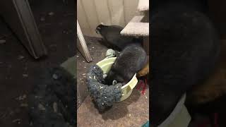 Wild Raccoon Mayhem 😀