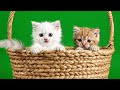 Free Cat Green Screen Footage | Cute Kitten VFX for Editing