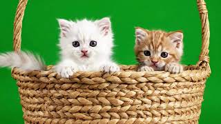 Free Cat Green Screen Footage Cute Kitten Vfx For Editing