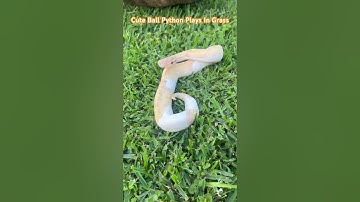 Ball Python Playing In The Grass