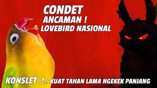 Ancaman ! Lovebird Nasional, CONDET Juara 1 5x Lovebird KONSLET Kuat Ngekek Panjang