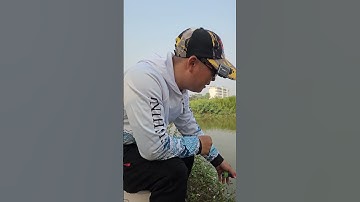 Cá lôi cần, cá kéo cần xong nhả luôn thì làm cách nào? #dungnguyenfishing