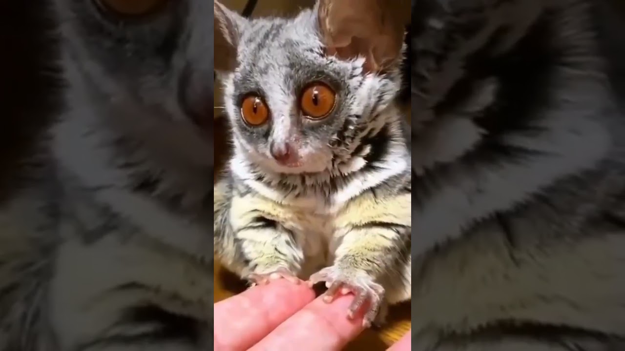 This fluffy baby is a mouse lemur.