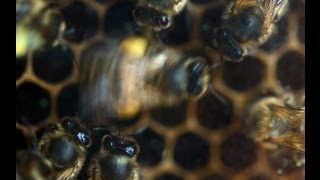 Dancing bees cast their votes on the best land-types and areas for their food collection