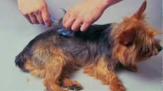 noiseless pet clippers